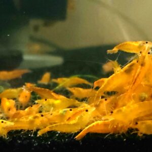 orange sunkist neocaridina