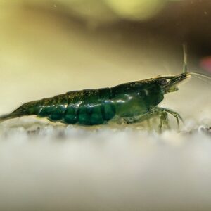Home green jade neocaridina shrimp