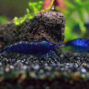 Blue Dream Neocaridina
