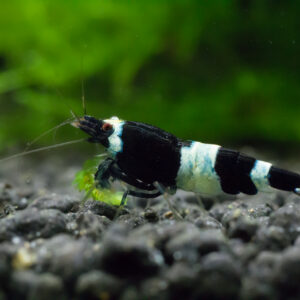 Black Panda Shrimp