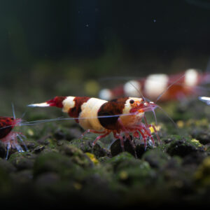 Wine Red Panda Shrimp