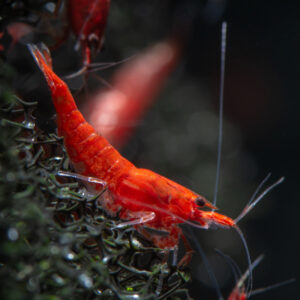 Home Fire Red Neocaridina