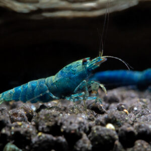 Blue Bolt Shrimp