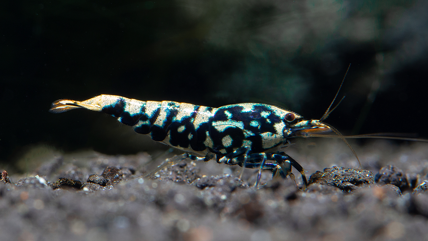 _MG_8288 Black Galaxy Pinto Shrimp
