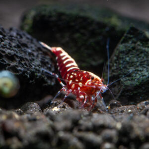 Home Red Galaxy Pinto Shrimp
