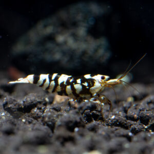 Home Black Fancy Tiger Shrimp