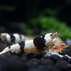 Crystal Black Shrimp