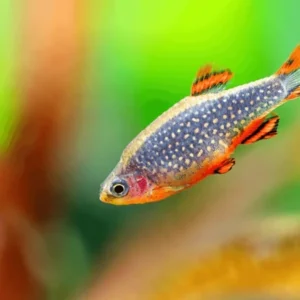 Galaxy Rasbora