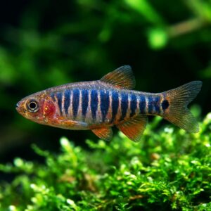 Emerald Dwarf Rasbora