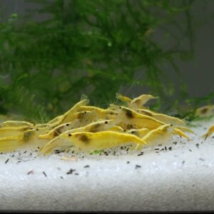Goldenback Yellow Neocaridina Shrimp