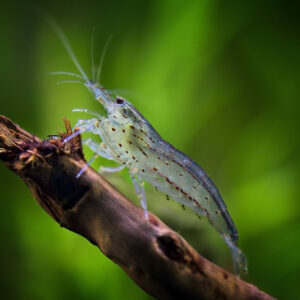 fire red neocaridina (copy)