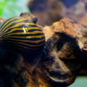 nerite snail