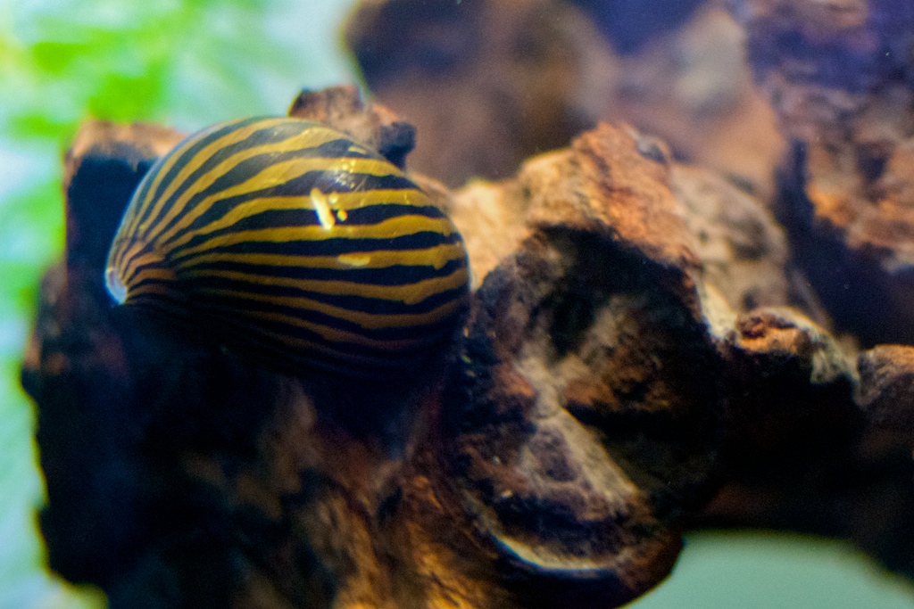 nerite snail nerite snail